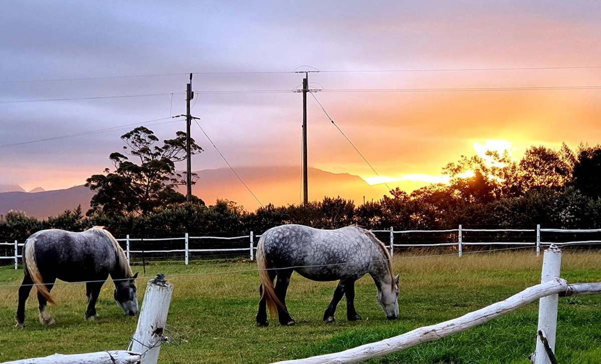 Outeniqua Moon Percheron Stud Farm Ruiterbos Ngoại thất bức ảnh