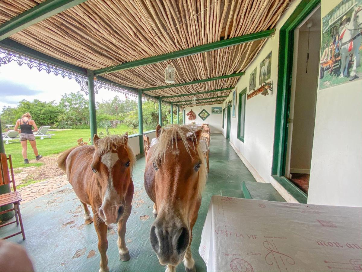 Outeniqua Moon Percheron Stud Farm Ruiterbos Ngoại thất bức ảnh